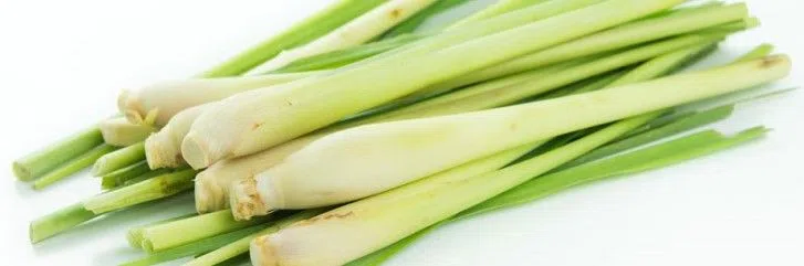 Лимонное сорго