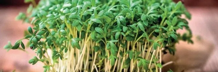 Микрозелень