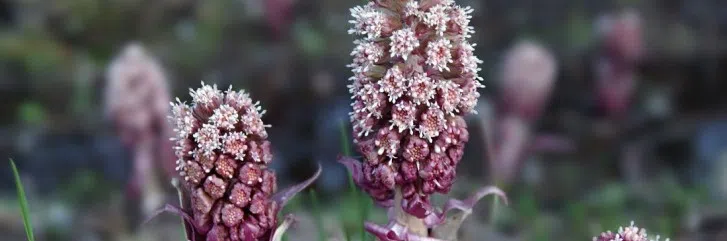 Белокопытник