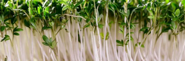 Кресс-салат