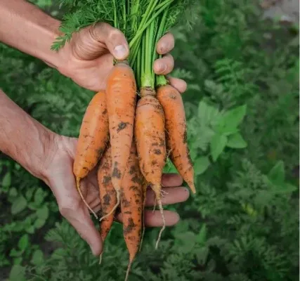 Вдохновляем на растительное питание