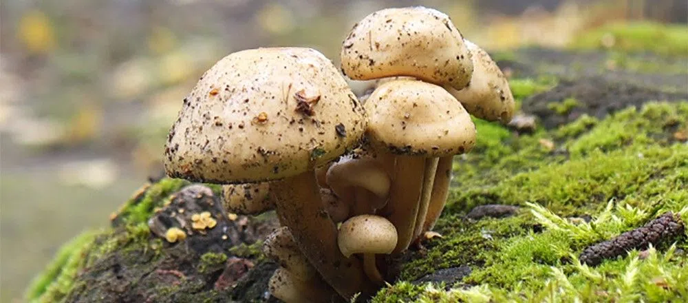 mushroom7.jpg