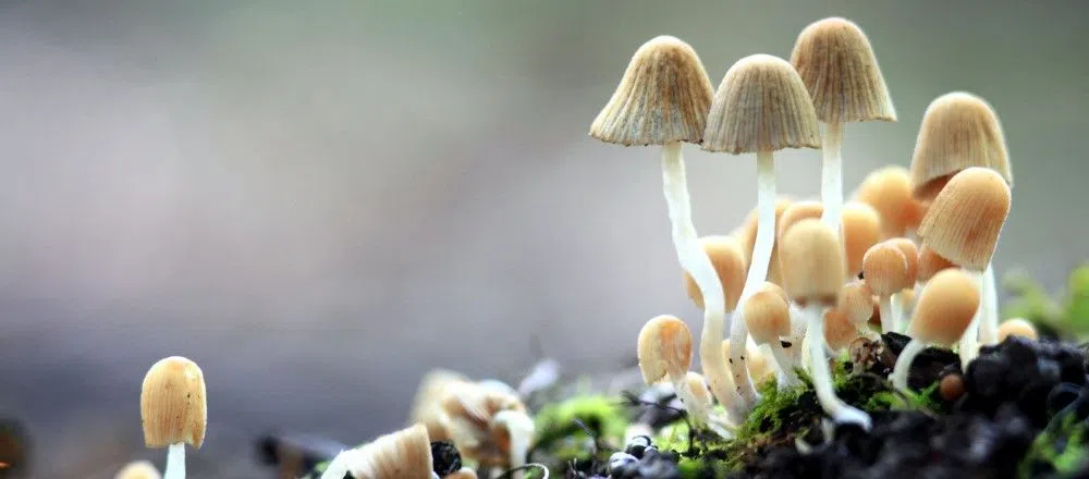 mushroom6.jpg